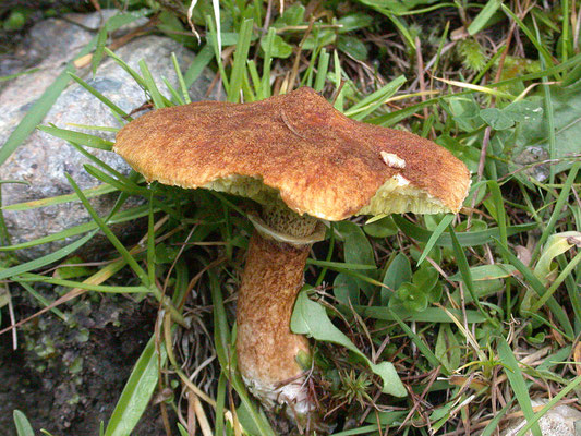 Suillus cavipes - Holsteelboleet