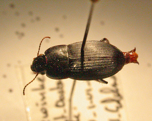 Harpalus tardus