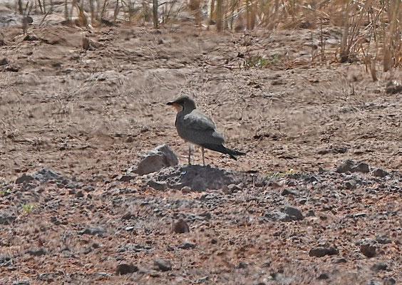 Glareola practincola - Collared Pratincole