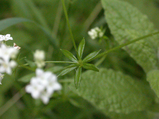 Galium uliginosum - Ruw walstro