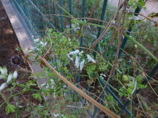 Fumaria bicolor