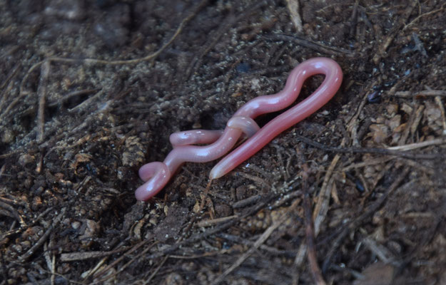 Simon Worm Snake (Rhinotyphlops simoni)