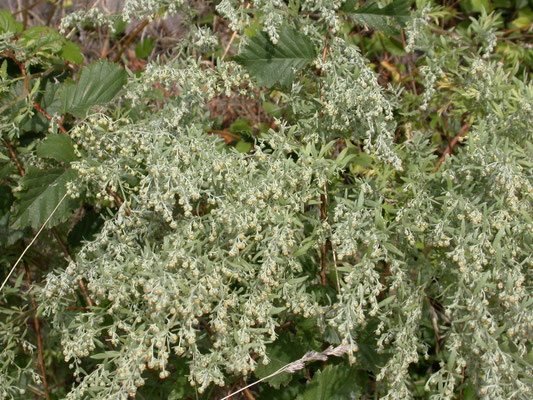 Artemisia absinthium - Absintalsem