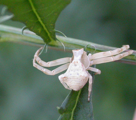 Thomisus onustus