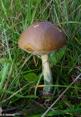 bruingrijze berkenboleet