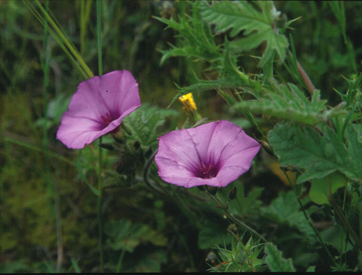 Convolvulus althaeoides - Mediterrane winde