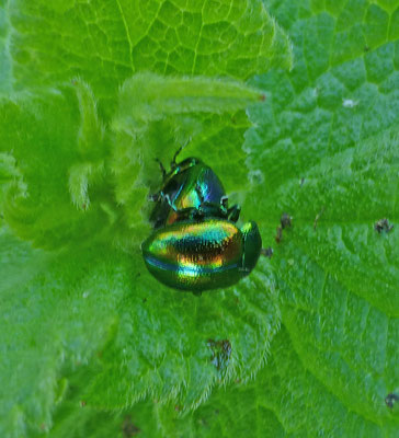 Chrysolina fastuosa - Hennepnetelgoudhaan