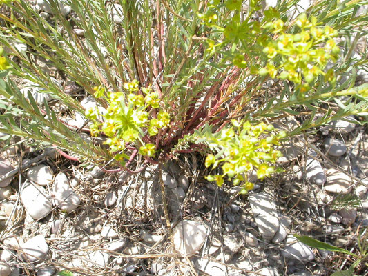 Euphorbia esula - Heksenmelk