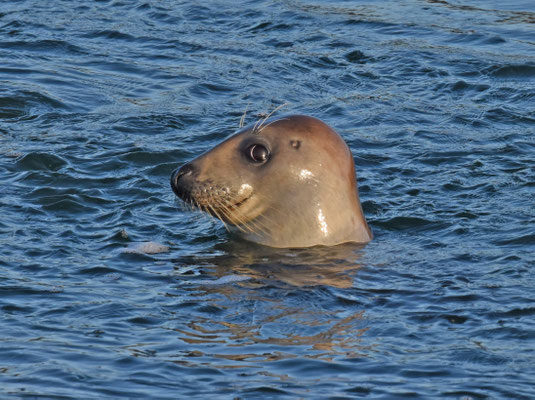 Grijze zeehond