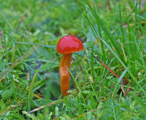 Hygrocybe mucronella - Bittere wasplaat
