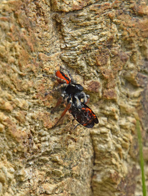 Vuurspringer (Philaeus chrysops) 