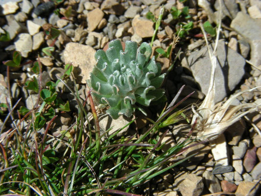 Evax pygmaea