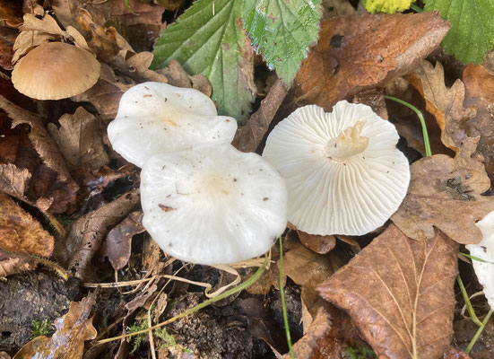 Hygrophorus cossus - Eikenslijmkop