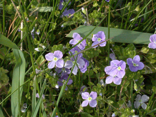 Veronica filiformis - Draadereprijs