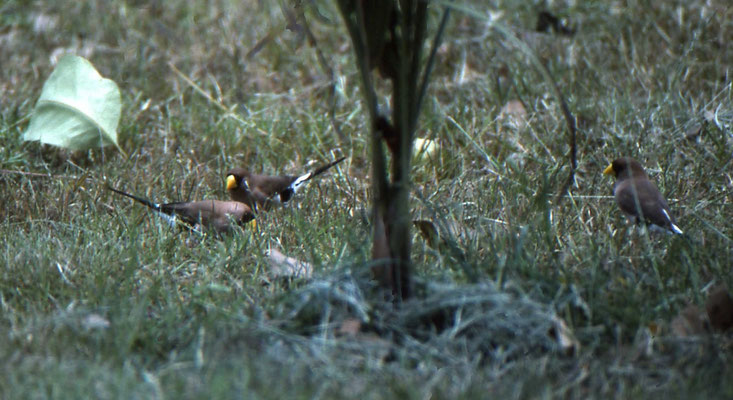 Masked Finch