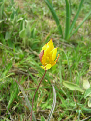 Tulipa australis -  Zuidelijke tulp