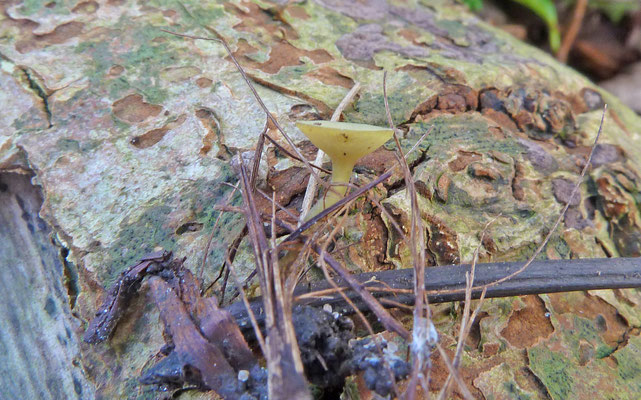 Rutstroemia luteovirescens - Esdoornstromakelkje