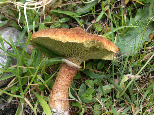 Suillus cavipes - Holsteelboleet