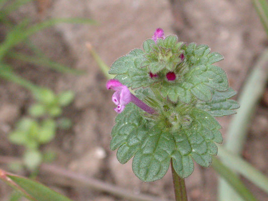 Lamium amplexicaule - Hoenderbeet