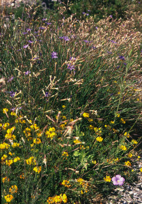Cytisus scoparius - Brem