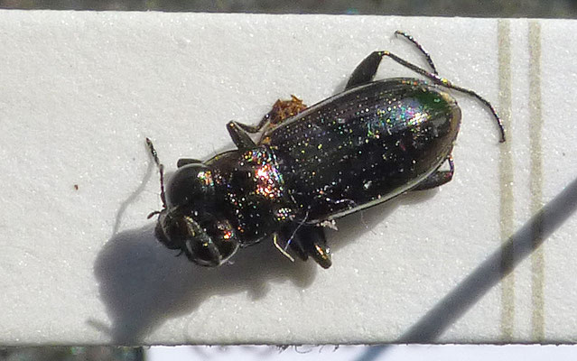 Notiophilus aquaticus