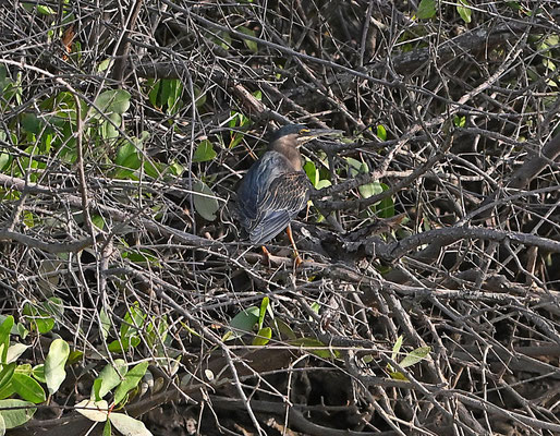 Butorides striatus - Striated Heron (green-backed heron)
