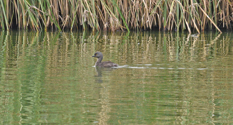 Least Grebe