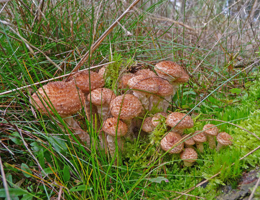 Armillaria mellea - Echte honingzwam