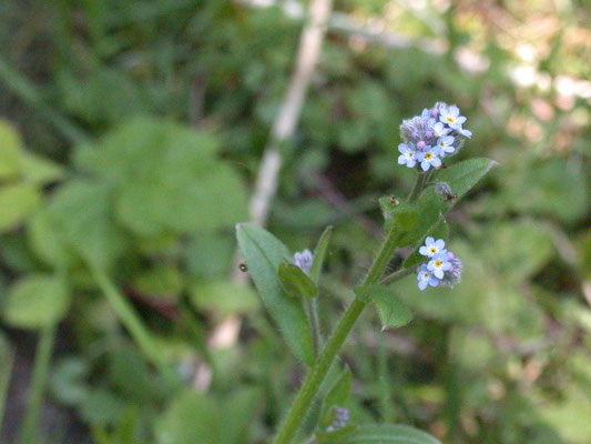Myosotis ramomissima - Ruw vergeetmijnietje