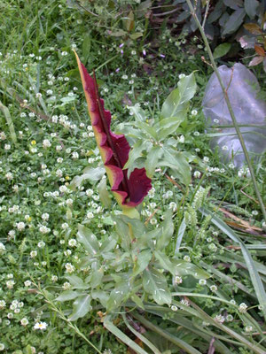 Dracunculus vulgaris - Drakenwortel