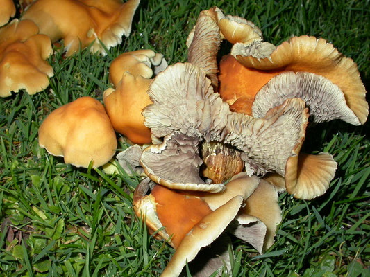 Hypholoma fasciculare - Gewone zwavelkop