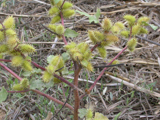 Xanthium strumarium - Late stekelnoot