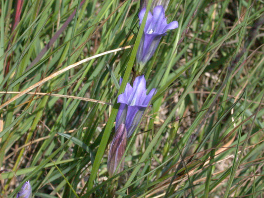 Gentiana pneumonanthe - Klokjesgentiaan