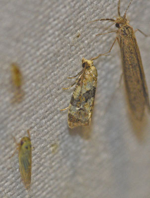 Phalonidia manniana - Muntbladroller