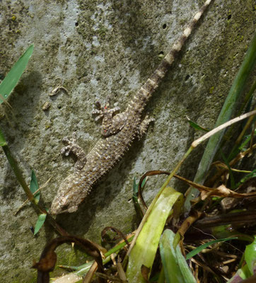 Tarentola mauritanica