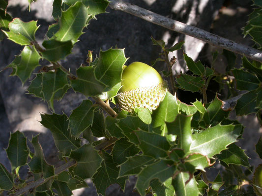 Quercus coccifera - Hulsteik, Kermeseik