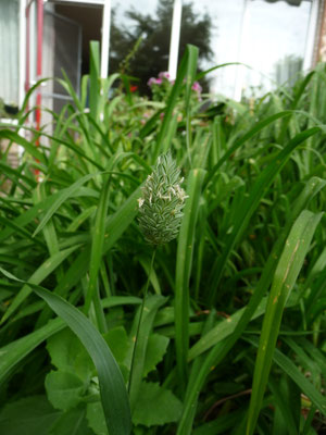 Phalaris canariensis - Kanariegras