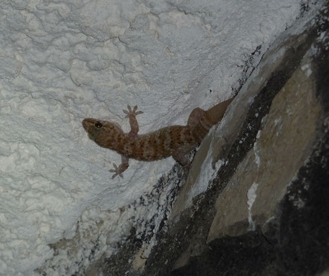 Hemidactylus turcicus