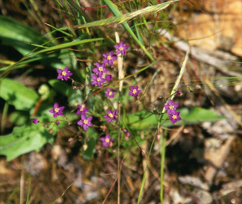 Spergularia purpurea - Paarse schijnspurrie