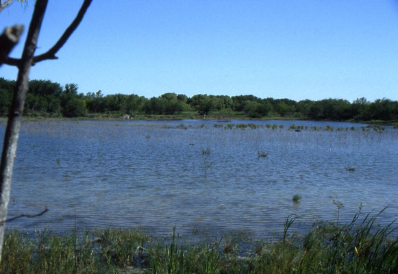 Pintail Lake