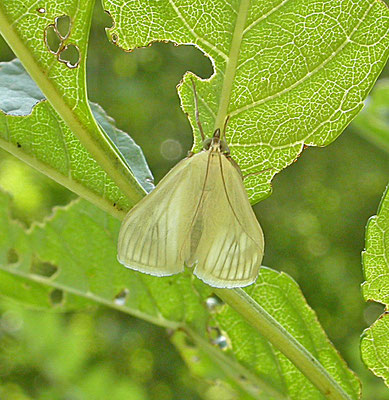 Sitochroa palealis - Bruidsmot