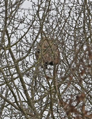 nest, Barendrecht