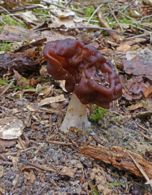 Gyromitra esculenta - Voorjaarskluifzwam