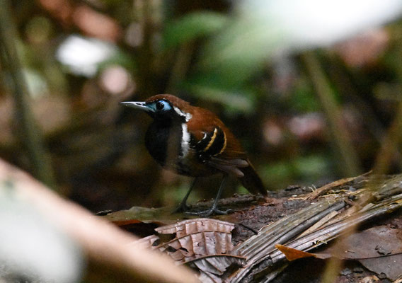 Ferruginous-backed Antbird