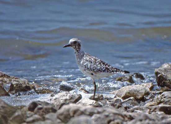 Black-bellied Plover