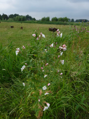 Epilobium hirsutum - Harig wilgenroosje