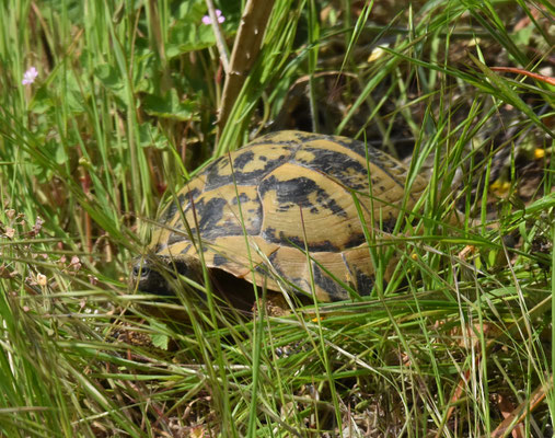 Griekse/Moorse Landschildpad