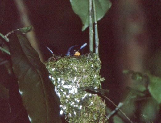 Spectacled Monarch