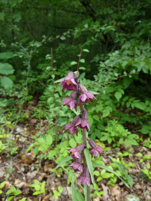 Roodbruine wespenorchis