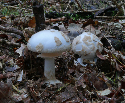 Amanita citrina var. alba - Witte gele knolamaniet